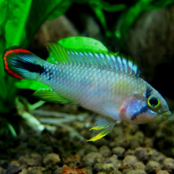 Apistogramma Panduro