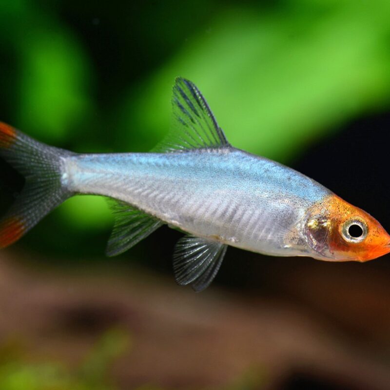 Sawbwa Resplendens
