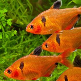 Hyphessobrycon eques