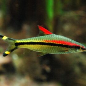 Sahyadria Denisonii