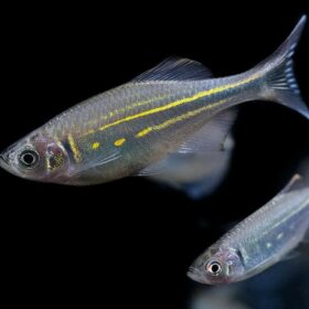 Devario Aequipinnatus