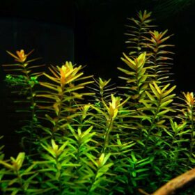 Rotala Rotundifolia