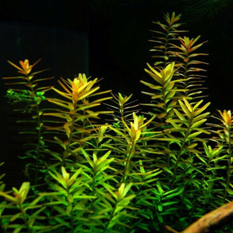 Rotala Rotundifolia