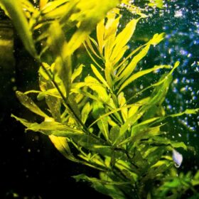 Hygrophila Polysperma