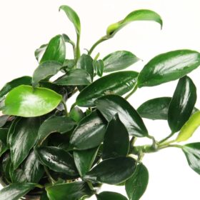 Anubias Nana