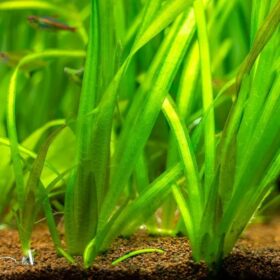 Vallisneria Spiralis