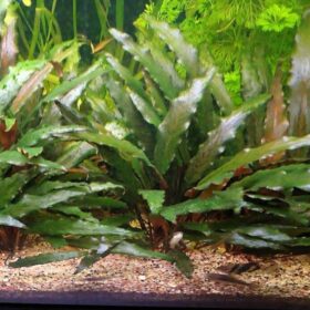 Cryptocoryne Beckettii