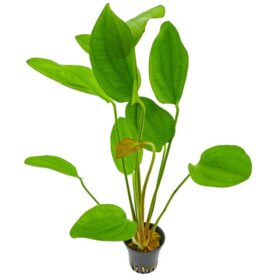 Echinodorus x Barthii