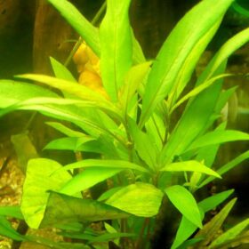 Hygrophila Salicifolia