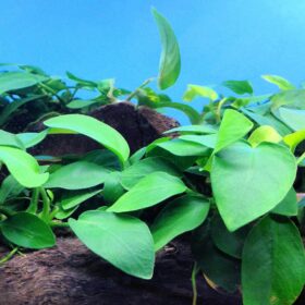Anubias Barteri
