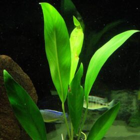 Anubias Lanceolata