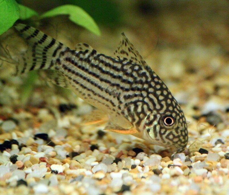 Corydoras