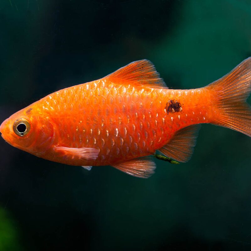 Pethia Conchonius