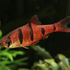 Desmopuntius Pentazona