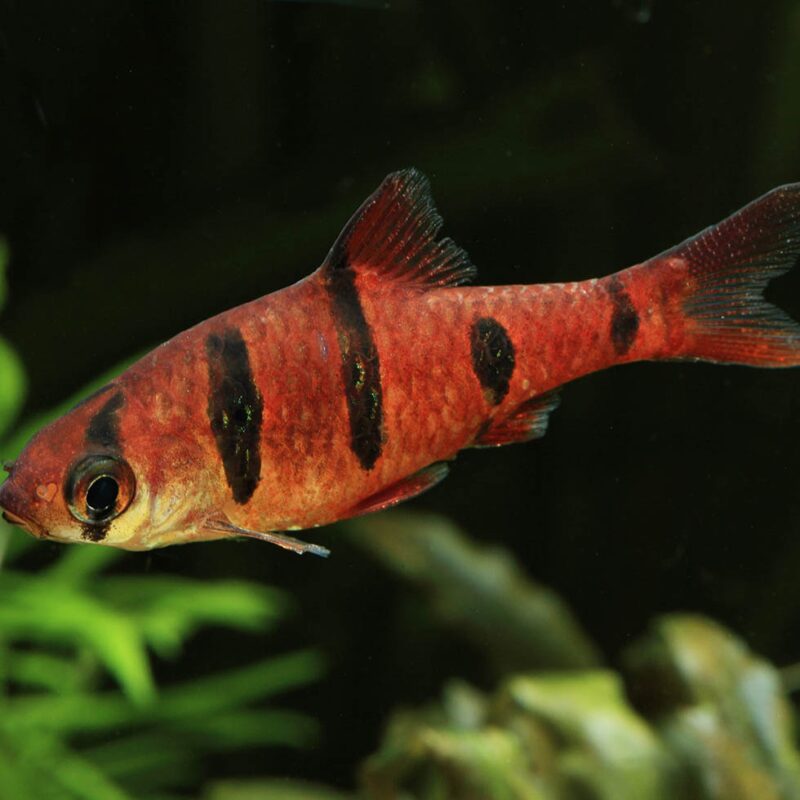 Desmopuntius Pentazona