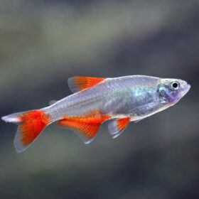 Aphyocharax Anisitsi