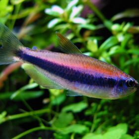 Inpaichthys Kerri