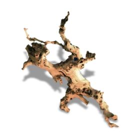 Racine de Vigne 30 à 45 cm