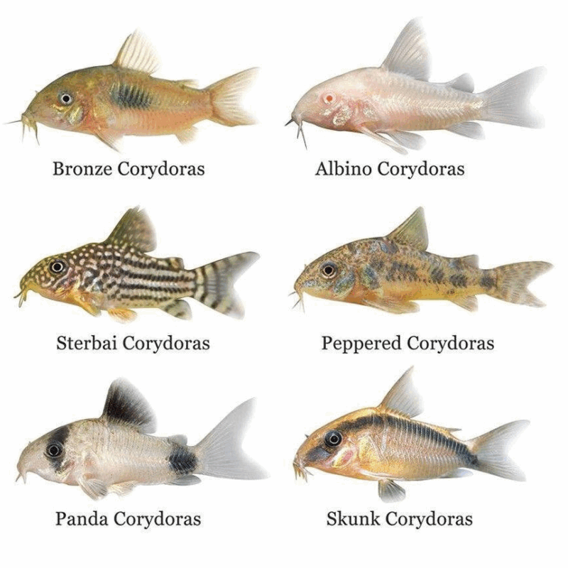 Corydoras