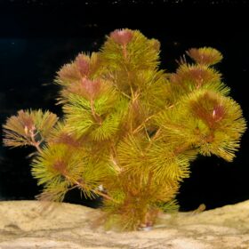 Cabomba Furcata