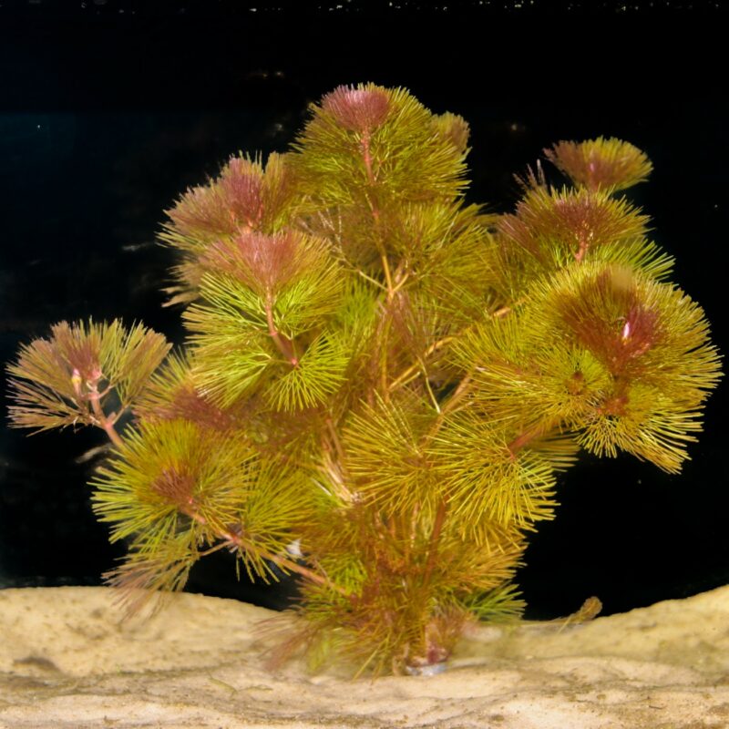 Cabomba Furcata