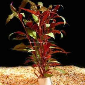 Alternanthera reineckii 'Lilacina'