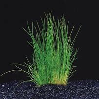 Eleocharis acicularis