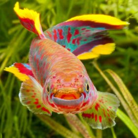 Fundolopanchax Gardneri