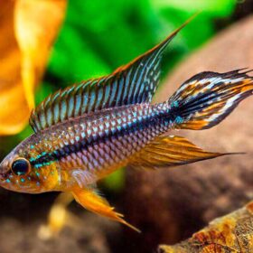 Apistogramma Agassizii