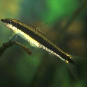 Crossocheilus oblongus