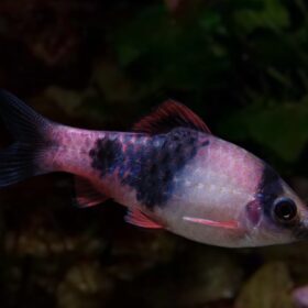 Haludaria melanampyx