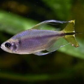 Alestopetersius caudalis