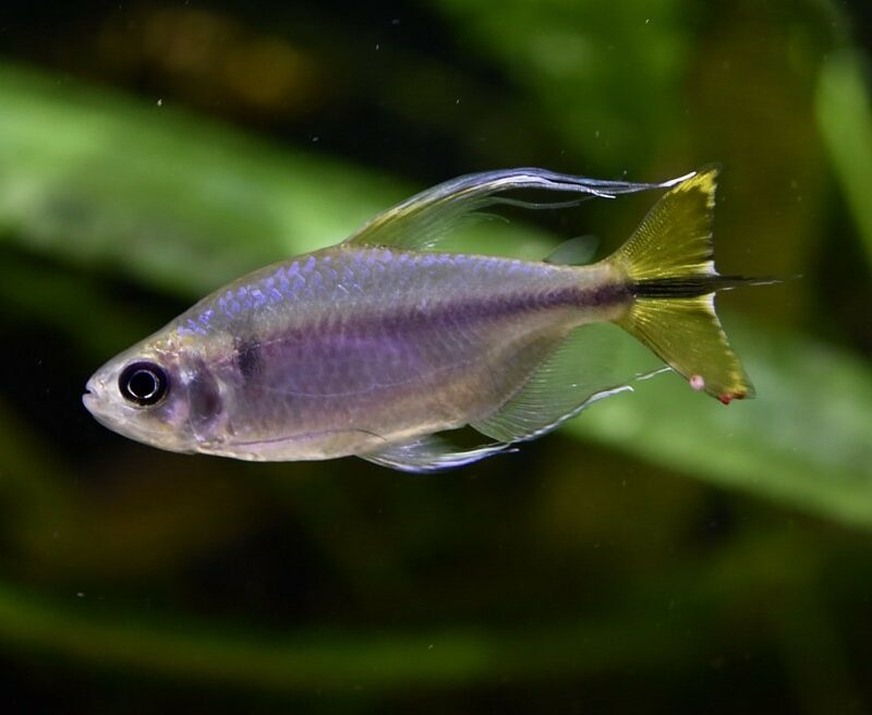 Alestopetersius caudalis