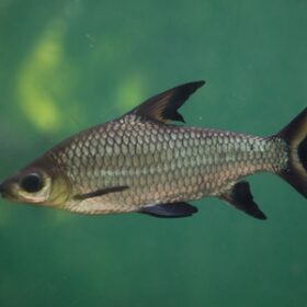 Balantiocheilos Melanopterus
