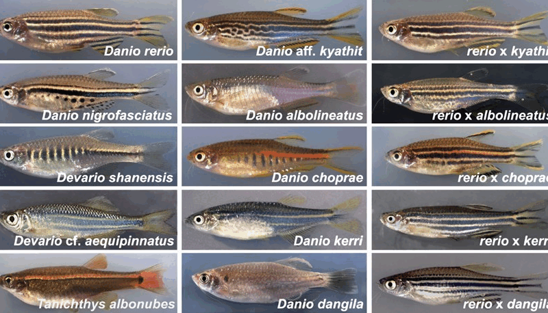 Danios