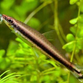 Nannostomus unifasciatus