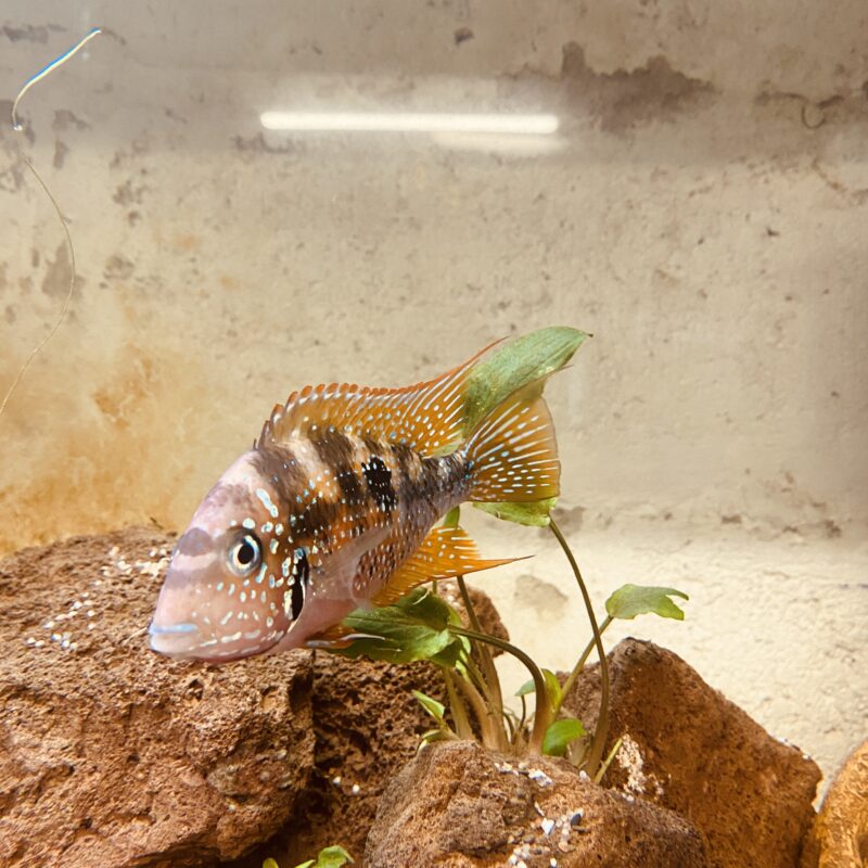 Thorichtys Ellioti