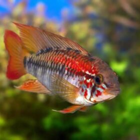 Apistogramma viejita