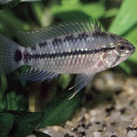 Apistogramma Caetei