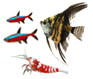 Aquario Passion Aquario Passion poissons invertebres