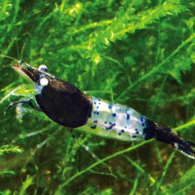 crevette NEOCARIDINA BLACK RILI