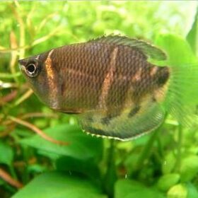 Sphaerichthys osphromeniodes