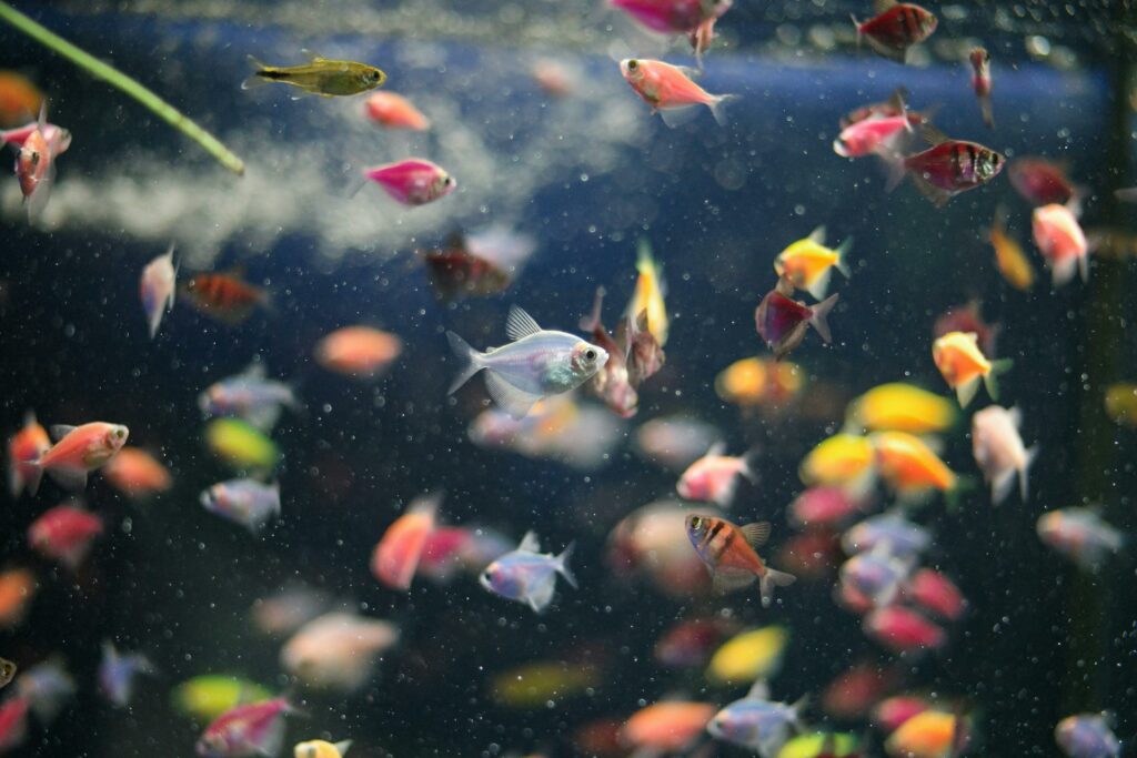 Aquario Passion Qui sommes-nous pexels kostiantyn 13121636