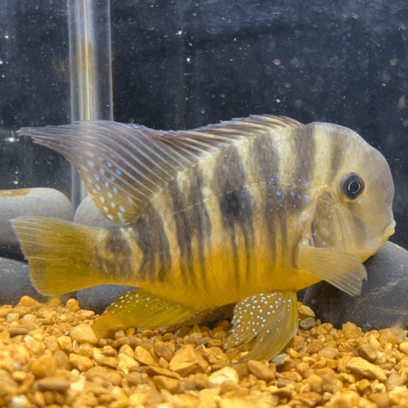 Gymnogeophagus Balzanii