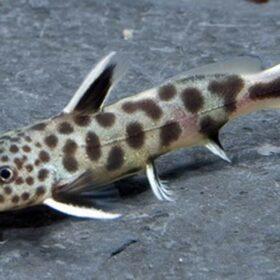 Synodontis Petricola