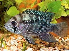 Aequidens Pulcher