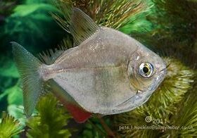 Metynnis Argenteus