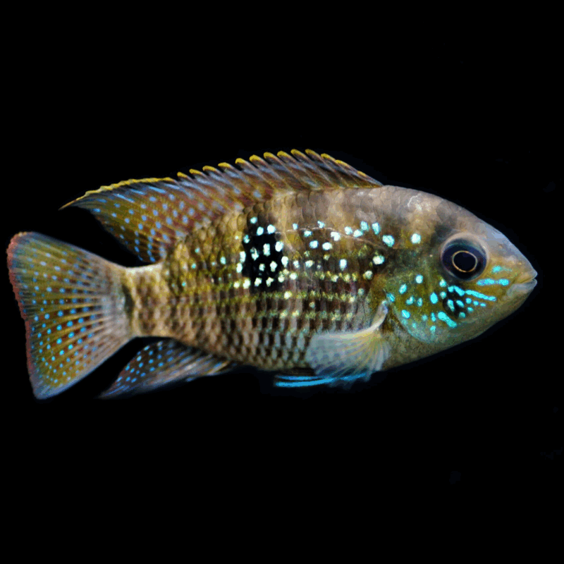 Andinoacara Pulcher