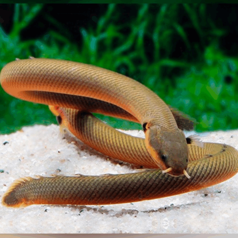 ERPETOICHTHYS CALABARICUS