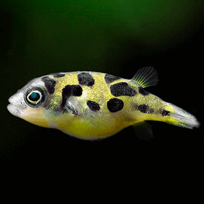 Carinotetraodon travancoricus
